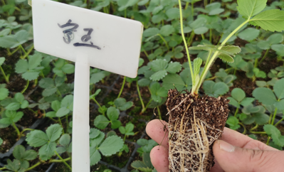 公豬全程采食跟蹤