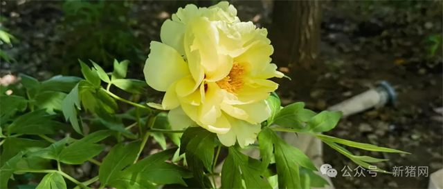 640_wx_fmt=jpeg&from=appmsg&watermark=1&wxfrom=5&wx_lazy=1&tp=webp.webp (4).png